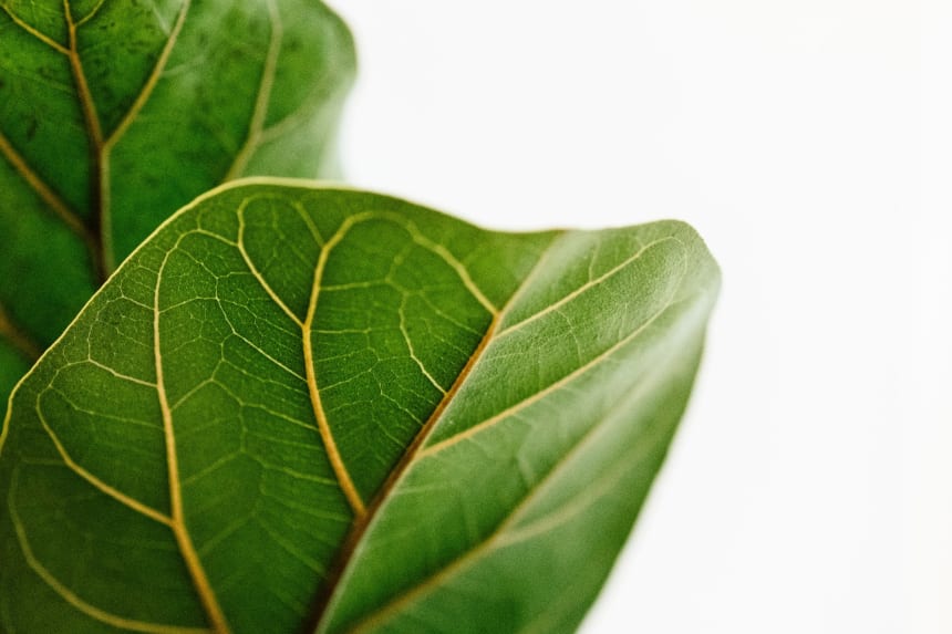 Fiddle Leaf Ficus Leaf