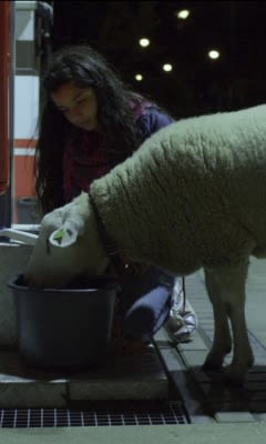 Filmposter van de film Sila de slagersdochter