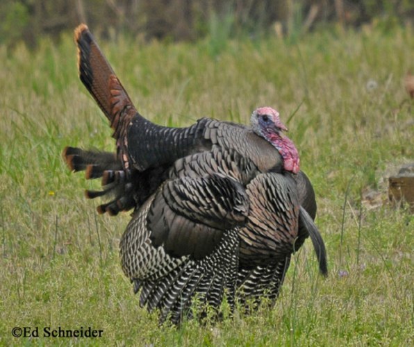 Last weekend Turkey hunting in Tennessee. #VOLS #Hunting #Turkey #FinandField