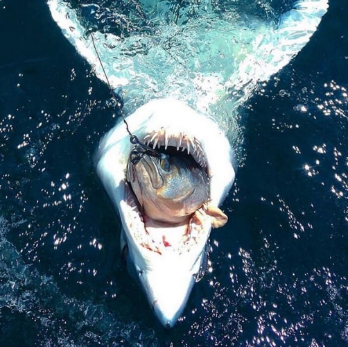 Caption this!

Also, since it's Big Tuna Tuesday, make sure to enter our Big Tuna Fishing Adventure Giveaway! http://bit.ly/2f8QUPy!

Dale Lisi | Foolish Pleasures Big Game Fishing | TackleDirect | #BigTunaTuesday