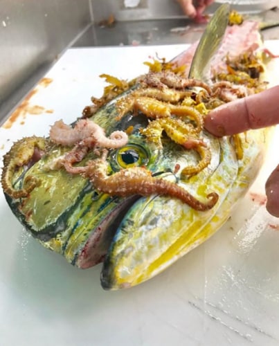 Whats the craziest thing you've found while cleaning fish?