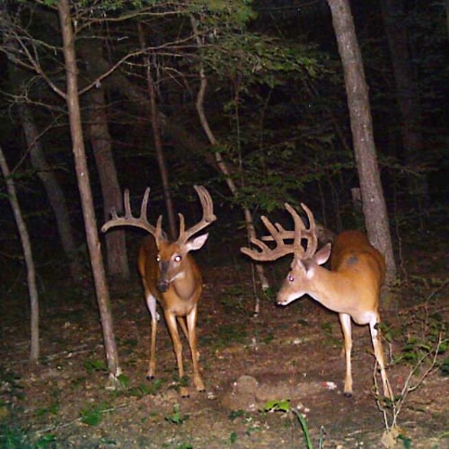 Western Kentucky Preseason Deer Hunt Sale 20% off