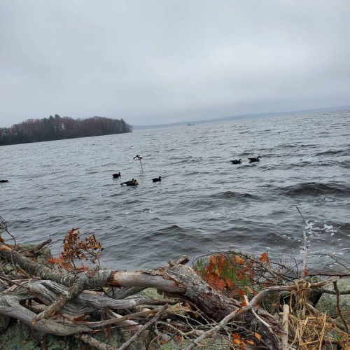 Fogg is finally starting to break. #drakewaterfowl #drakealanticflywaynorth #ducksunlimited #duckdog #duckhunting #allagashgamecalls