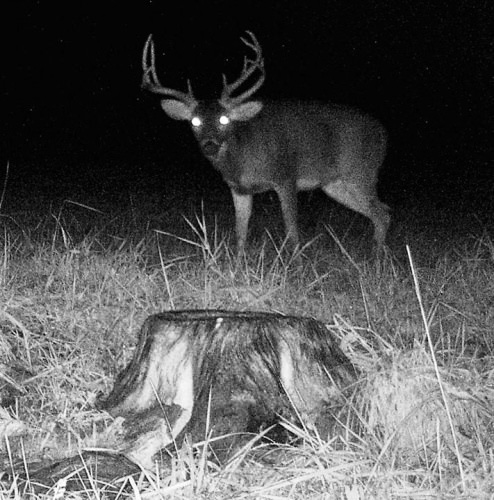 Trick or Treat?

#Hunting | #FinandField | #Halloween