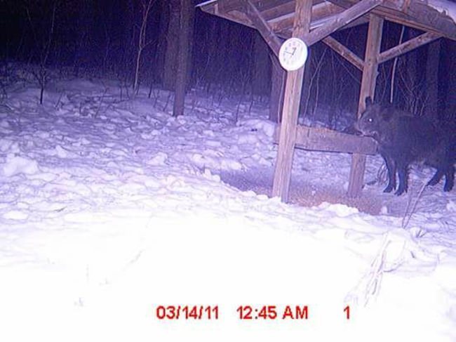 Yes, there are a few purebred wild Russian boars in NH. This one came into the feeder the guy built, and landed on his dinner plate