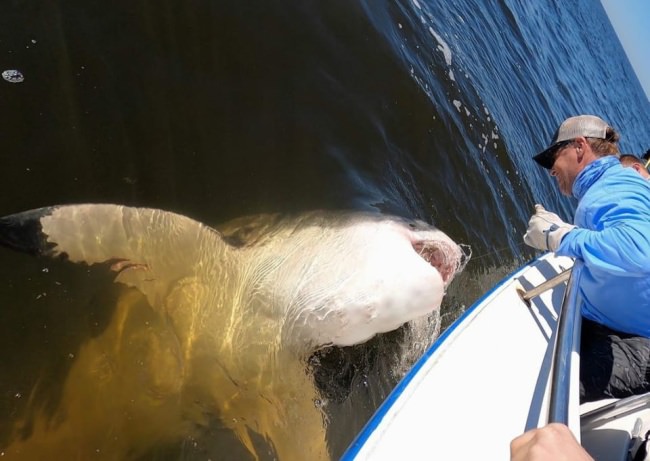 Who's idea was it to go fishing?
Great White Shark pays Outcast Sport Fishing a visit. #Fishing #Adventure