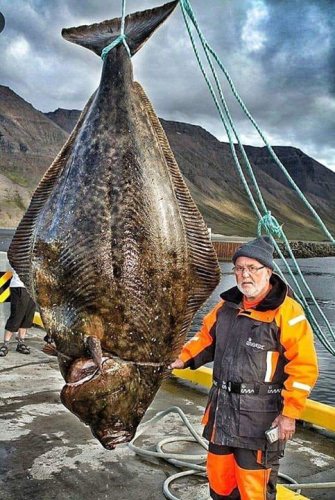 World Record Barn Door alert!
Gunther Hansel landed 8'2" 482+ pound monster Halibut on 30lb test off Iceland.
#3HourBattle #Wow #Fishing #FinandField