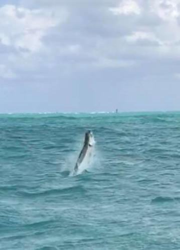 Bouncer's Dusky 33 is the Miami, Florida based charter that is equally at home doing serious hardcore fishing as they are taking a family out to make some memories and get hooked on the sport. The whole Jewells family got in on the action recently with: 

- A first sailfish for Eli, 14.
- 2 barracudas for Zachary
- 4 bonitos for the family.
- A 150 pound tarpon for grandpa Dave
- And a white marlin for dad, Greg

http://bit.ly/2nItMhH
888-688-1913