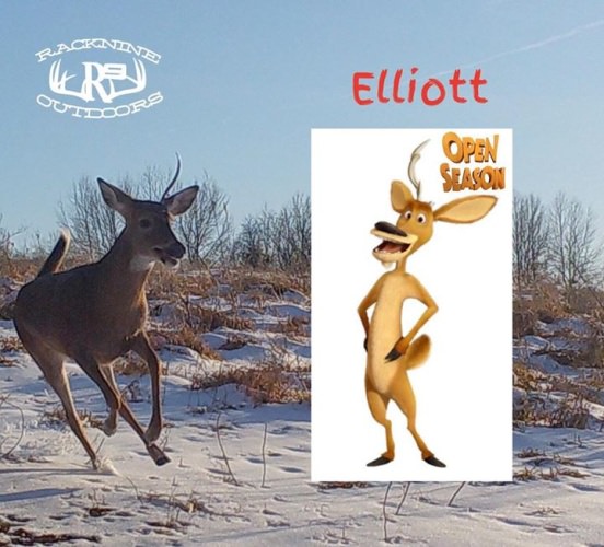 We had Elliott from the Movie Open Season visit one of our trail cameras this last January.  Lol He looks like he is having fun in the snow.