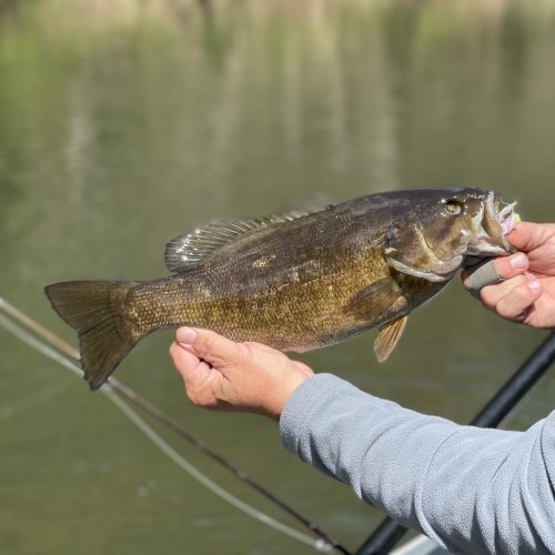 Enjoying the springtime bite! Enjoyed watching Brad catching a smallie on a fly he tied!         @sageflyfish @rioproducts @hydedriftboats @susqguide #smalliesonthefly #juniatarivervalley #susquehannarivervalley #keystonesmallies