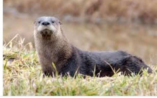 OTTER SIGHTING
Saturday morning while out exercising the labs, I stopped to visit with a local farmer that was checking his field.  As we were visiting, an otter came running out of the grass about 40 yards behind us. My oldest dog Ruby also saw it. When Ruby headed towards it, I called her back and the otter headed back towards the stream. This was the second time I had positively seen an otter in the area. Nick said it was the first time he’d ever seen one. It was about 8-10” thick and 30- 36” long, including its long tail. Had a shiny dark coat and was very fast. We did not get a picture of it, but this picture is very similar to what we saw.