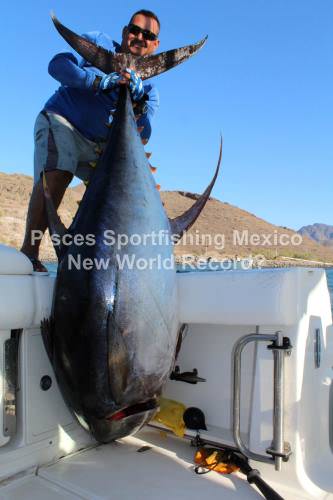 Angler Robert Ross caught this potential world record standing up in a Boston Whaler on 60 LB Spectra with 100 LB leader in the Sea of Cortez. He could not claim the record because the fish was not weighed on an official IGFA scale. Thank for sharing Pisces Sportfishing Fleet. #DreamBig2016 #Adventure #Fishing #Cabo #FinandField.