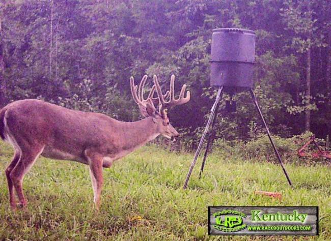Now Booking Western Kentucky 5 day velvet bow hunts. Discount rates on groups of 5 or more. Call us 678-326-8877