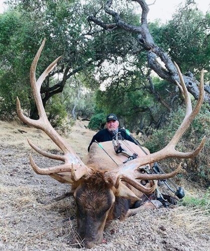 Rumored to be a pending California state Pope &Young archery record Tule Elk. 
Congrats Tom on a giant Tule Bull. #Hunting #FinandField #Tule #Elk #CA