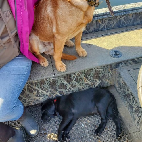 Ember got her first boat ride today and she just wanted to sleep the hole time. #gundog #duckdog #drakealanticflywaynorth #drakewaterfowl #labradorretriever #maineguide