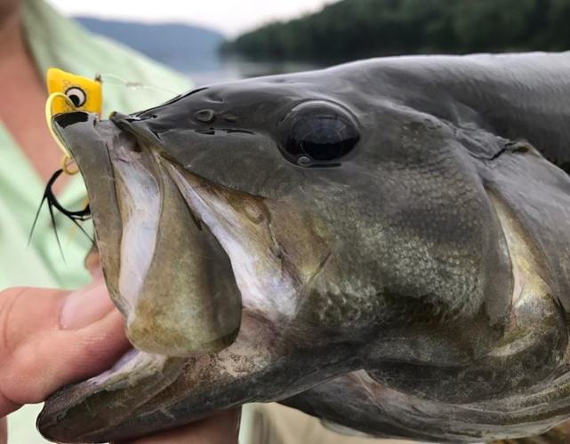 Life is good!! #smalliesonthefly #keystonesmallies #susqguide #scientificanglers #booglebug