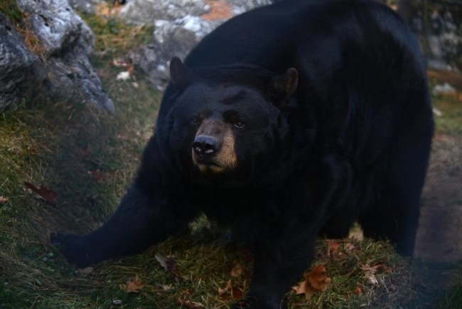 Pennsylvania black bear archery season is just around the corner. Are you going hunting? #FinandField #PA #Bear #Archery   #Hunting