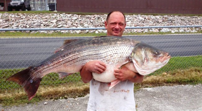 Lawrence Dillman holding a state-record 65-pound, 2-ounce striped bass from Bull Shoals Lake, Missouri.  #Fishing #Bass #FinandField