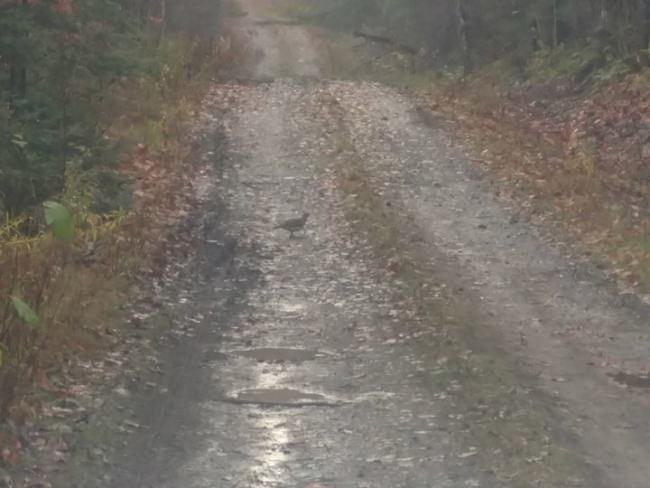 Had to run to town for things this morning before client came in this morning and this guy was on the road guess I should have taken a gun and a dog had kick him to get him off the road.