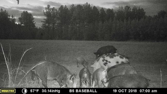 After checking the trail camera at the Baseball Field, I caught a great sequence of pictures of the 300 lb. boar killed here a couple days ago. #redblufflodge #schoghunting  @ Red Bluff Lodge