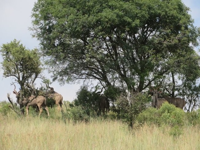 Big Game Hunting Adventures (http://bit.ly/2x8a1Ae) asks how many kudu you can spot in this photo?