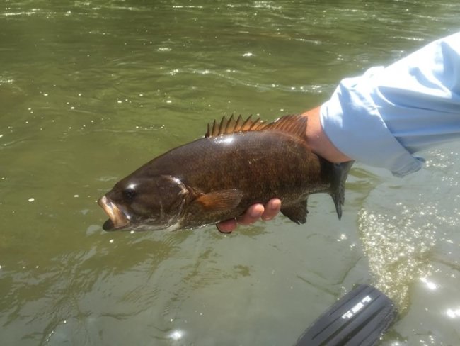 Smallie fishing is really heating up!!! Lock in your dates now calendar is filling up!!