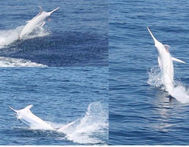 Wow! Albino Blue Marlin down in Costa Rica. What is the best photo or tale you have from fishing adventures?

#Albino | #BlueMarlin | #Fishing | #Adventure | #FinandField