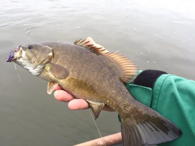 Still eating the fly!! Week before Christmas amazing!!