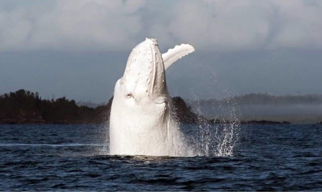 Say Hello to Migaloo....Only all-white humpback whale on the planet. #MotherNature #FinandField