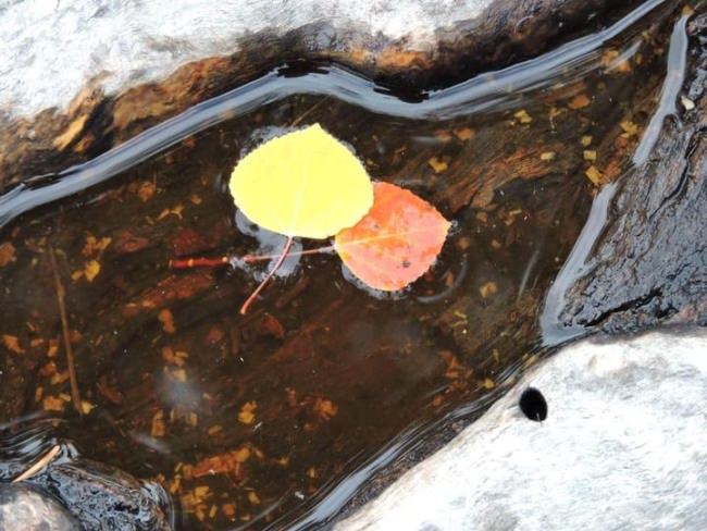 The simplest things sometimes make for great photos.  #outdoorphotography #photography #leaves🍁 #river #phototrip #yellowstone #packtrips #photosafari