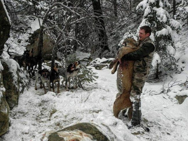 We're just kicking off our fall hunts, but already having thoughts of big cats in the snow. Anybody have a lion hunt on their bucket list? #gtoutfitters #guidelife #houndlife