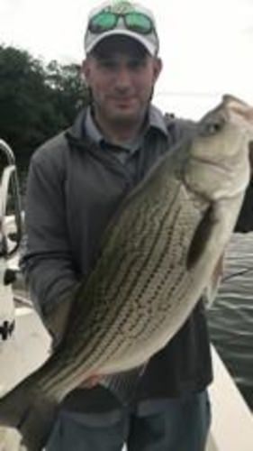 Greetings to all my readers and customers! 

StriperFun’s Striper and Hybrid fishing charter service on beautiful Cherokee Lake in east TN is simply RED HOT!!  As summer progresses, it will just get better and better! 20 to 40 fish days are not uncommon, with fabulous Stripers (averaging 12 to 18 pounds and up to 35 pounds) and some of the biggest hybrids anywhere (up to 14 pounds)!  We hit over 20 big Small Mouth yesterday as well!

StriperFun’s Cherokee guides Gary Harris and Bobby Monk have over 40 years combined experience to put you on major numbers of big fish! They are great guys and great fishermen.  Enjoy the photos of just a few of yesterday’s fish!!   

Paradise awaits! CALL ME AT 931-265-9943 TO BOOK YOUR TRIP! Great lodging with lake views too!