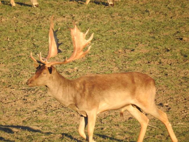 We are seeing fantastic fallow bucks, so if you have been wanting to hunt big fallow give us a call