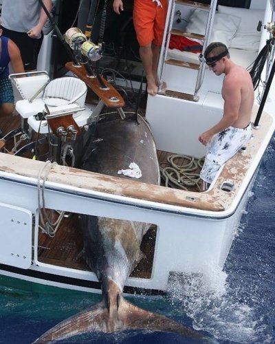 Caption this photo!

#OneDayOneWinner | #4thofJuly | #BMWC | #BlueMarlin | #FlyZone | Fly Navarro