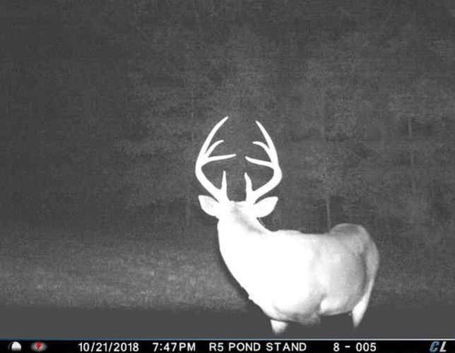There are plenty of big ones moving around! #redblufflodge #scdeerhunting #cuddelinkcell @ Red Bluff Lodge