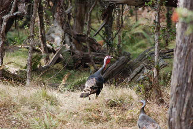 Rio Grande Turkey hunting in Hawaii! Season opens March 1. #Hunting #Turkey #Hawaii #NaheleOutfitters #FinandField