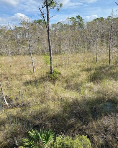 Makes deer hunting a bit difficult. #BigCypressNational #BigCypressNationalPreserve #FL #BigCat - PC: Ozzie Gonzalez