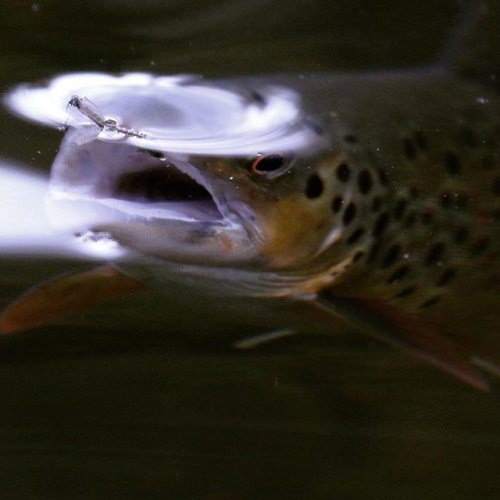 @troutknows captures the rise through the glare. #simmsfishing #forgettheforecast