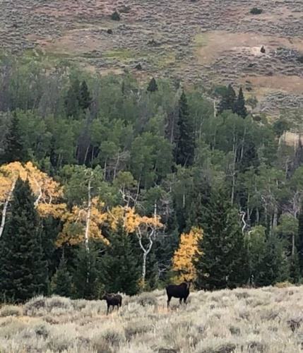 What did you see on your walk today?
#BigOnes #Hunting #FinandField