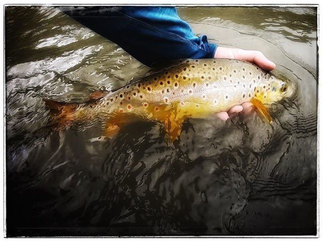BUTTER BALL- Another healthy brown going back to its hide out beneath a log jam on the Navajo River. Seems like the fish are looking up putting on weight and eager to smash hoppers.
<•><•><•><•><•>
#flyfishing #catchandrelease #keepemwet #newmexico #colorado #loeflyfishing #sendit #stoked #love #life #nature #orvis #thomasandthomasflyrods #5050onthewater 
<•><•><•><•><•>