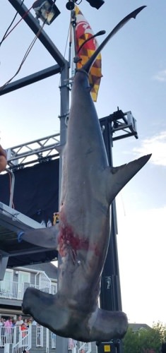 Summer time means big $$$ tournament time in Ocean City, Maryland! Here is some #tbt White Marlin Open style! Get in the action and book the top Captains & Crews at http://bit.ly/2qhBWPm for you chance to win. 

#OC | #MD | #Fishing | #Marlin | #Tuna | #Shark | #WMO2017 | #FinandField | #PapaWouldBeProud | #FlyZone | #Adventure