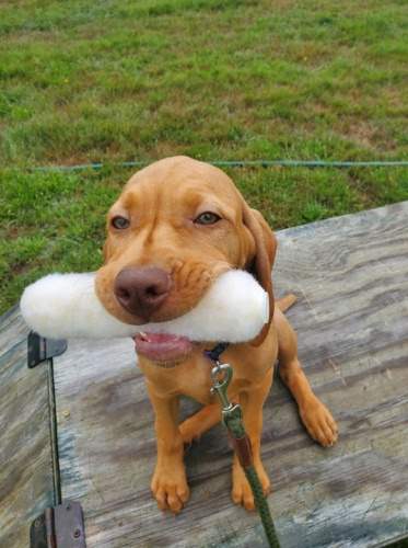 Check out our training programs for retrievers and upland hunting(Pointers or Flushing Dogs).
One on one sessions $40 plus price of birds. New for this year full day training on wild birds. We will offer this from the time woodcock come back in Spring till they start nesting and then Mid August till start of the Grouse season $100 a day. Now is the time to get started.  #maineguide #sportdog