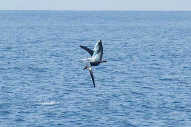 Always something special to see when you are fishing. Have you ever seen a Thresher Shark launch? #wow #adventure #fishing #finandfield