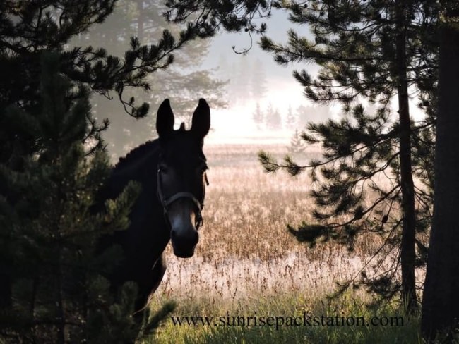 My pack team is ready for their next adventure. Do you have experience with horses and/or know how to cook? See our job position below, we are hiring for the 2021 summer season!