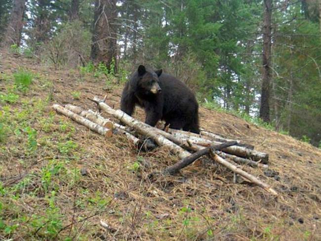 There are just a handful of openings remaining for Spring bear hunts with York Outfitters. The available dates, first-come-first-served, are June 12 to 16 for a 5 day hunt. There is room for up to 4 hunters. Give them a call...855-613-3181...or visit http://bit.ly/2llp9ra!

#Hunting | #Adventure | #GetOutThere | #FinAndField