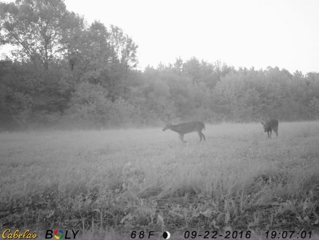 They're getting a little frisky. I captured this trail camera sequence of two bucks squaring off in a ladino clover / chicory food plot just before dark, last Thursday evening. The camera is a Cabela's Outfitter model that I've been using for two seasons. It's an excellent unit for the money, and one of my go-to cameras for monitoring field edges. —Will Brantley, hunting editor #RutReporters2016