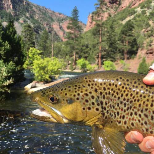 Fly Fishing Adventure! Book your trip a www.finandfield.com. #Fishing #FlyFishing #Trout #FinandField