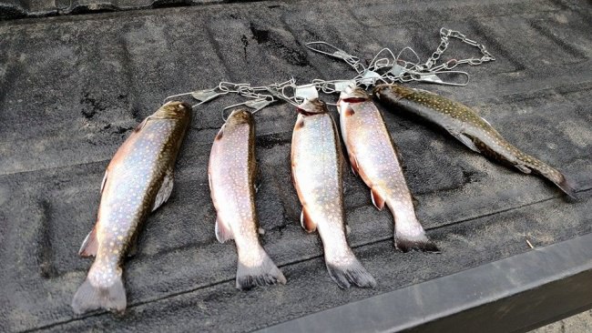 Good morning trout fishing.