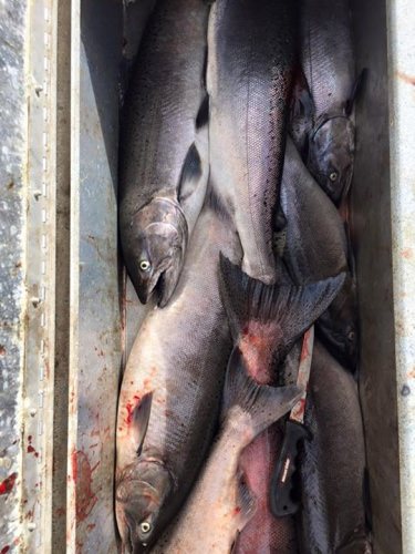 Pro trolling gets the job done. Great day on the Columbia.