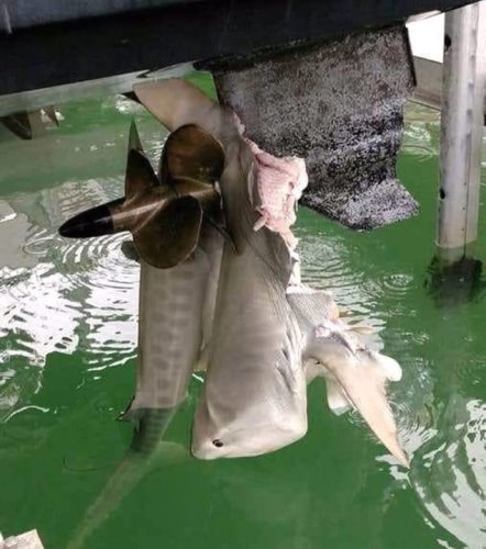 Not a good day to be a shark.
#BoatWon #BiggerBoat #FinandField 
PC: Michael Waldo